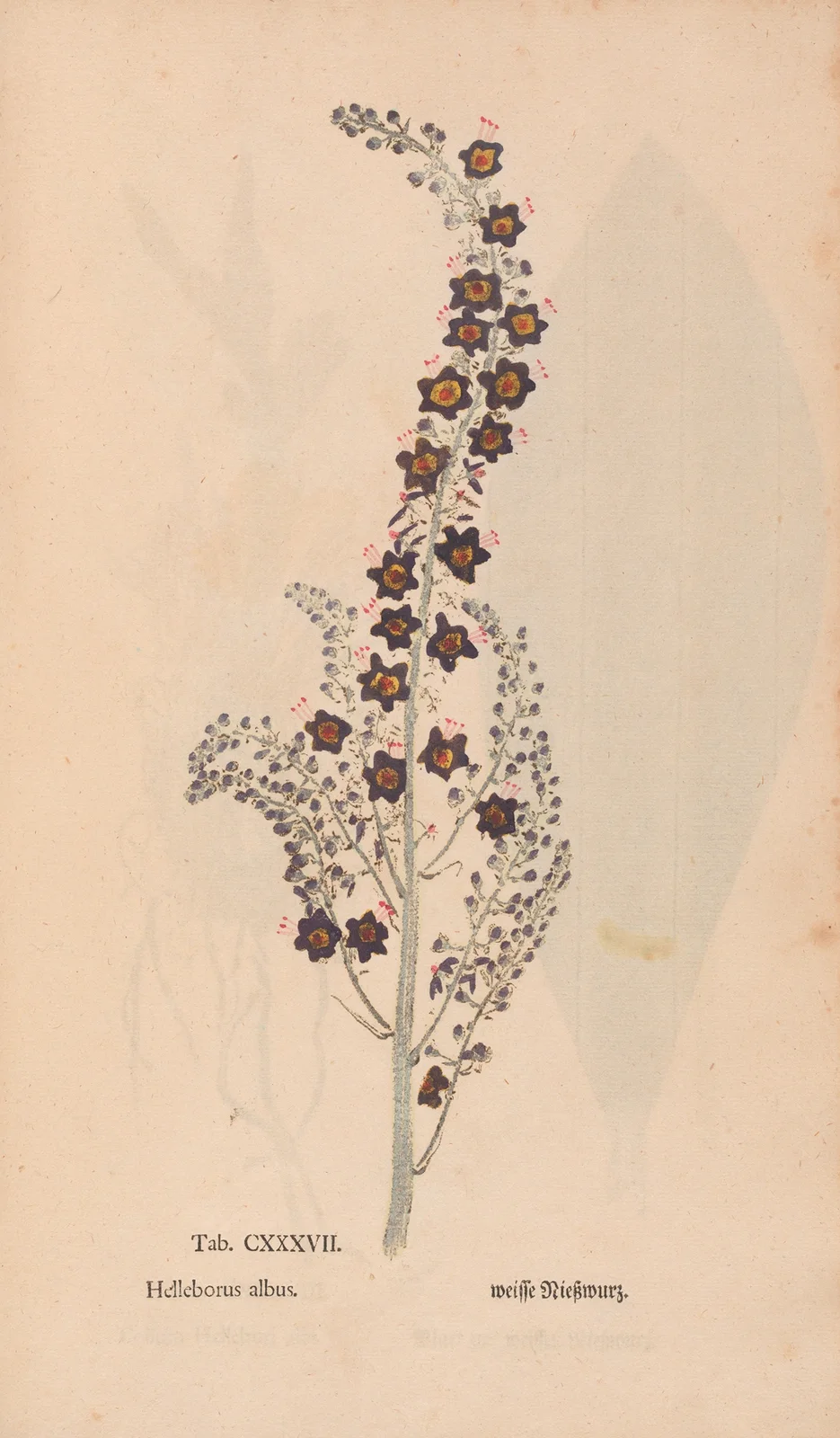Ectypa vegetabilium Pl.137 av Christian Gottlieb Ludwig