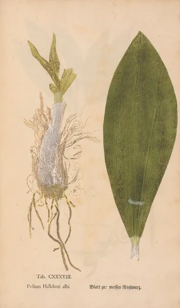 Ectypa vegetabilium Pl.138 av Christian Gottlieb Ludwig