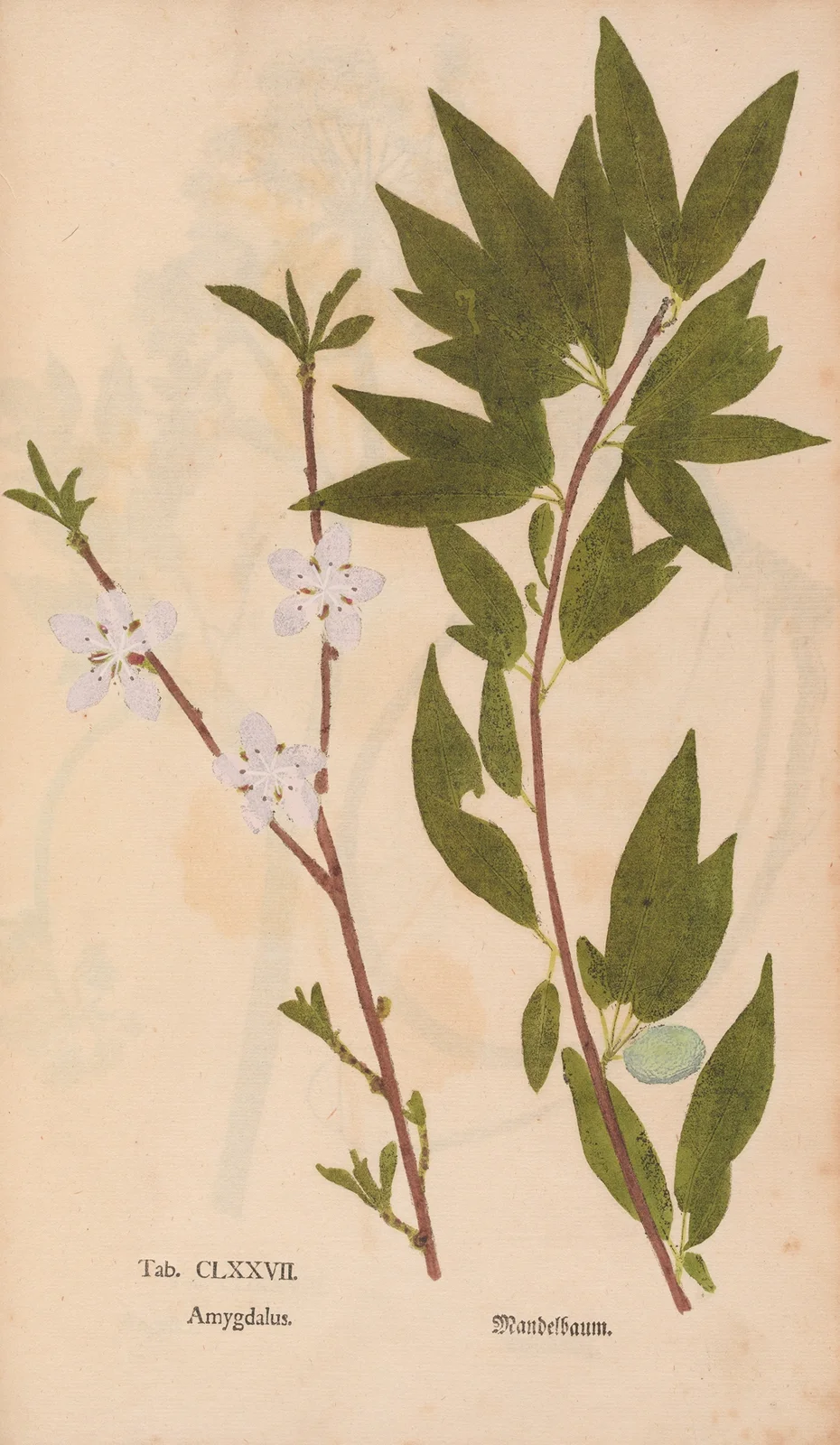 Ectypa vegetabilium Pl.177 av Christian Gottlieb Ludwig