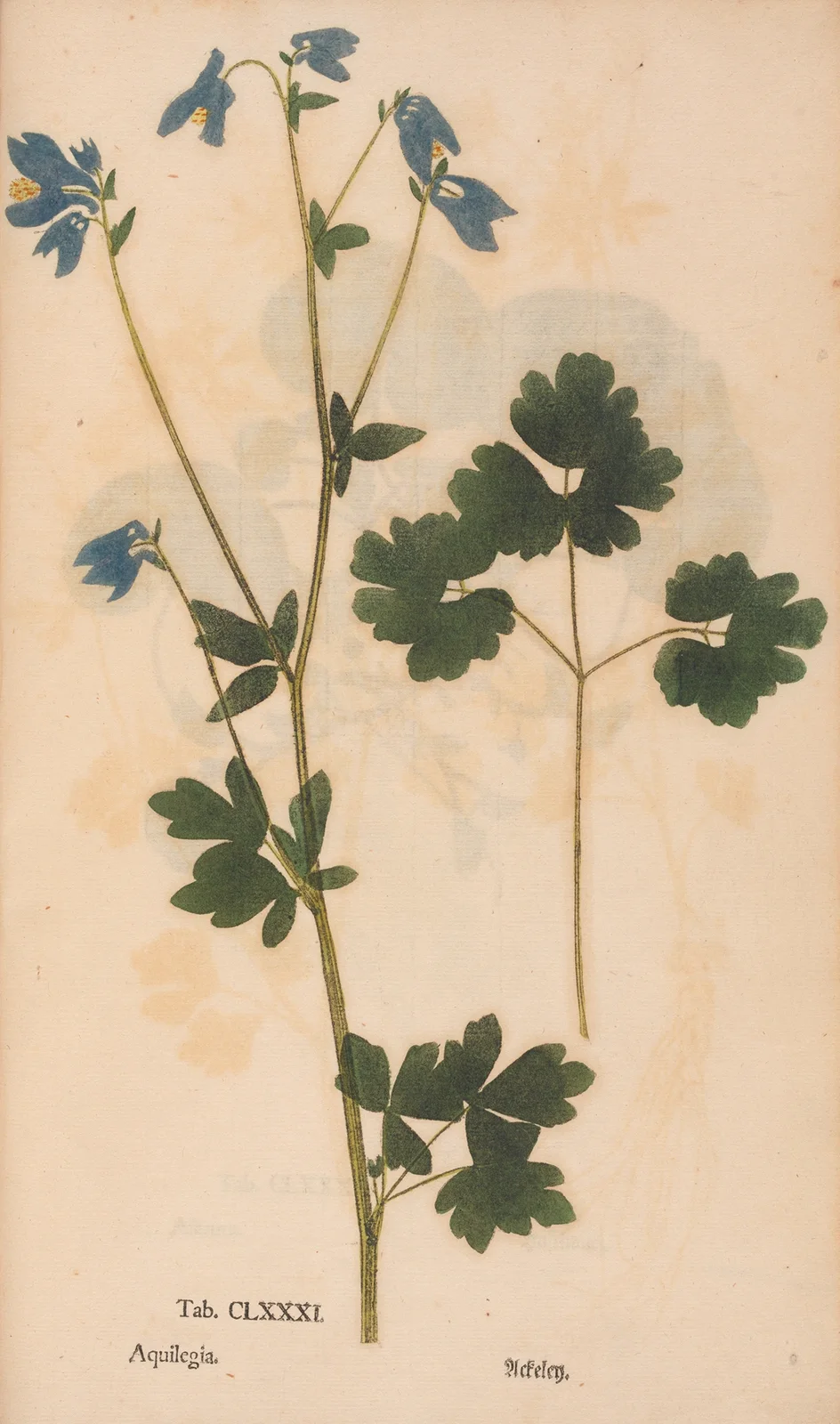 Ectypa vegetabilium Pl.181 av Christian Gottlieb Ludwig