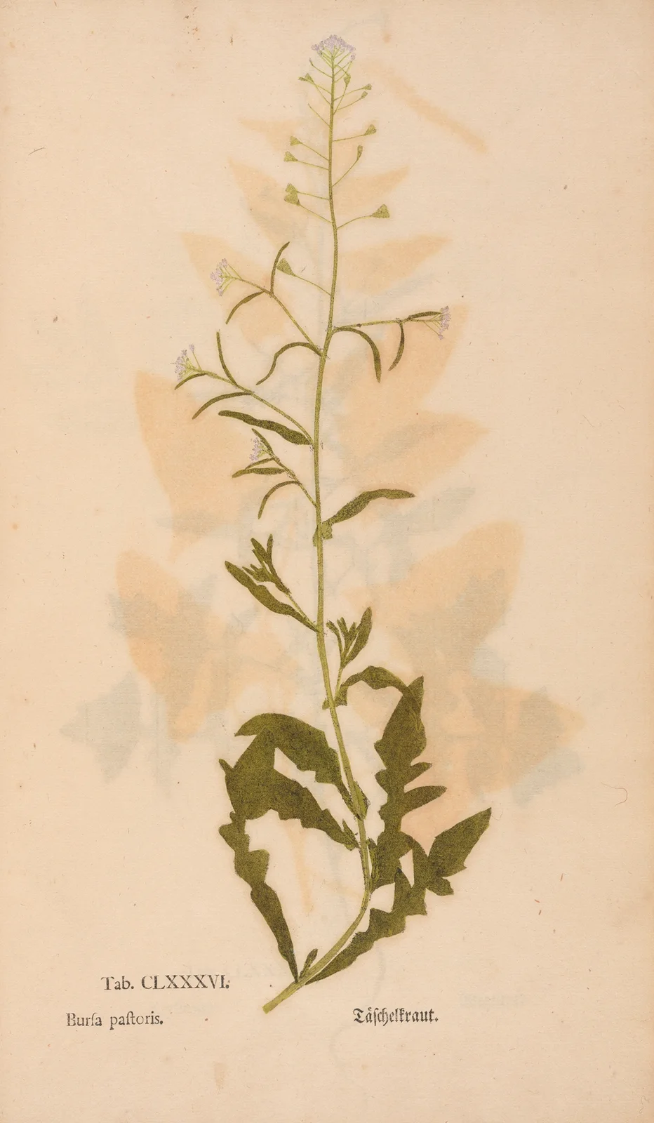 Ectypa vegetabilium Pl.186 av Christian Gottlieb Ludwig