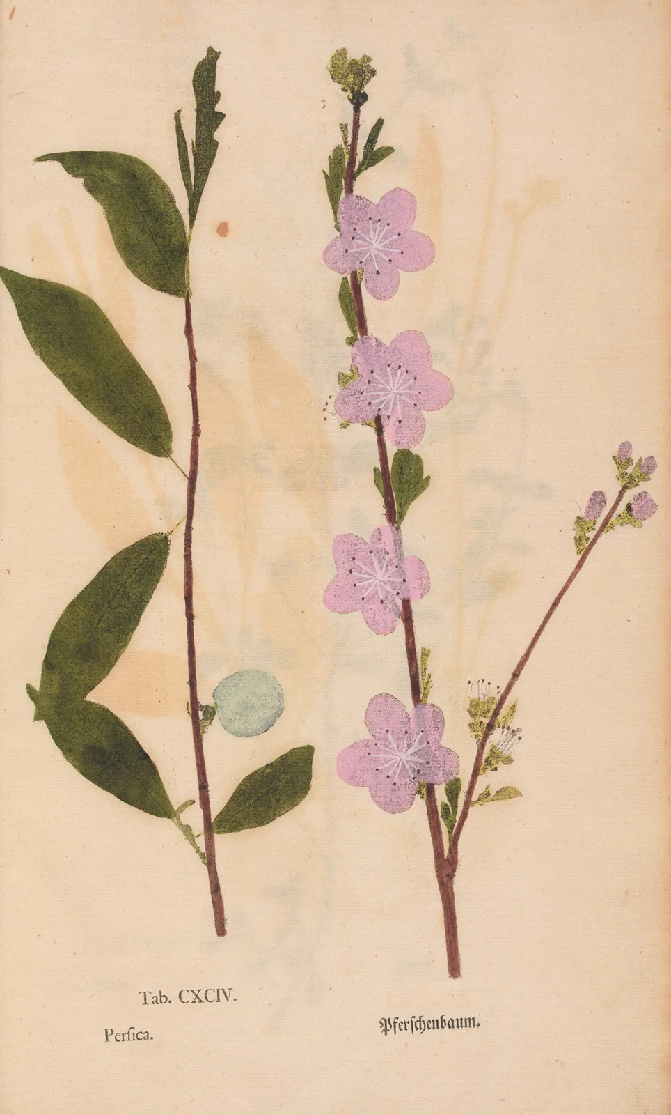 Ectypa vegetabilium Pl.194 av Christian Gottlieb Ludwig