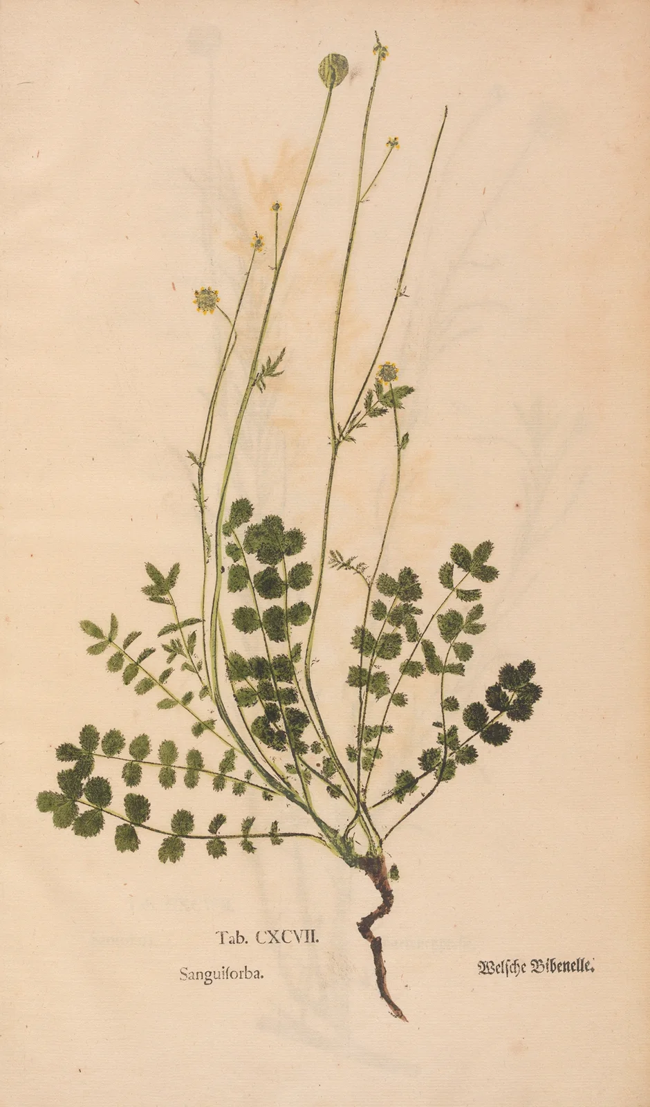 Ectypa vegetabilium Pl.197 av Christian Gottlieb Ludwig