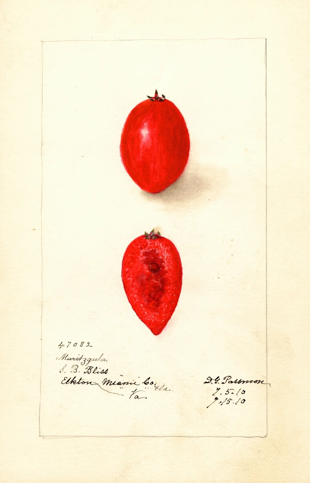 Carissa macrocarpa: Maritzgula av Deborah Griscom Passmore