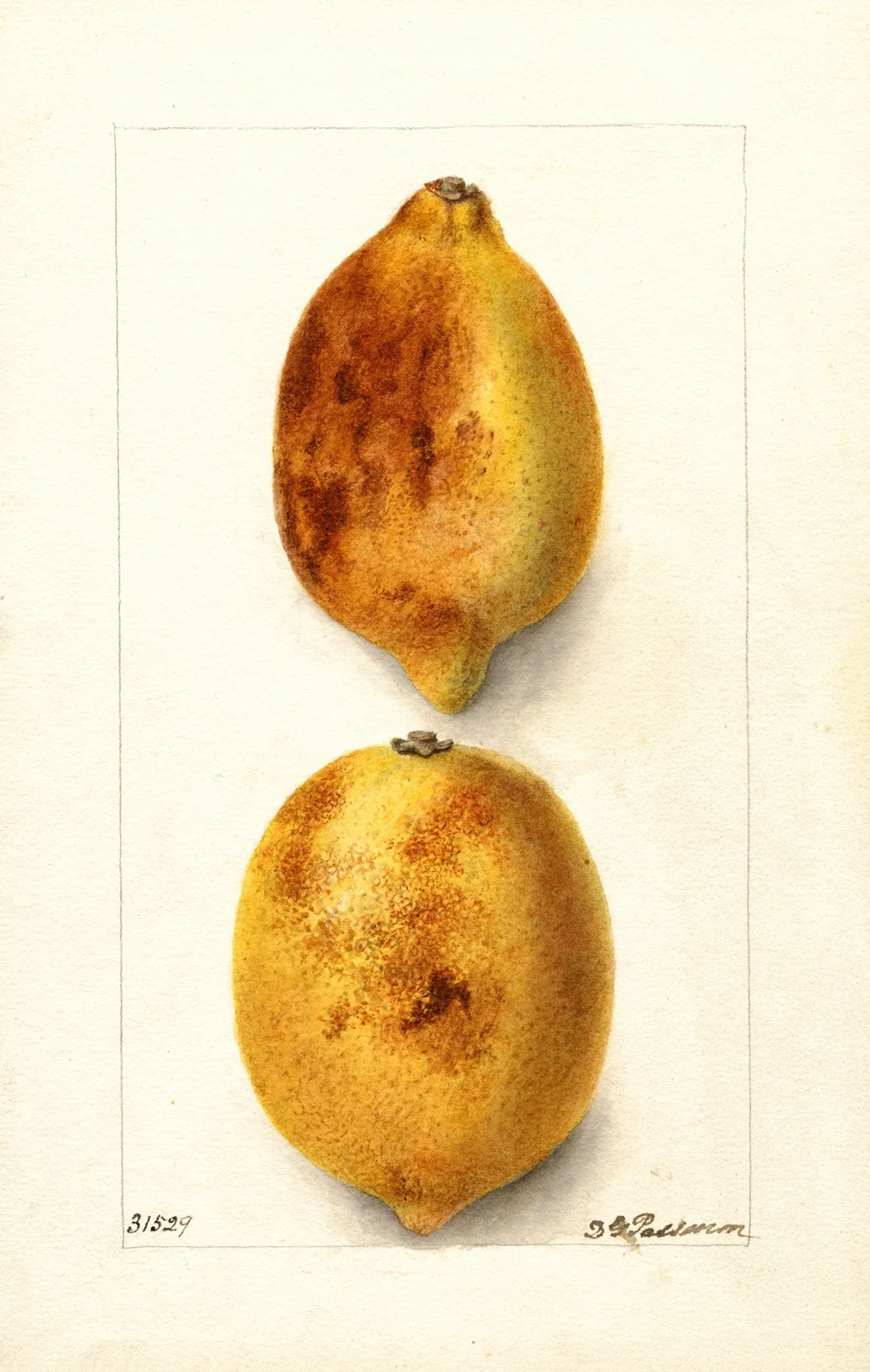 Citrus limon av Deborah Griscom Passmore