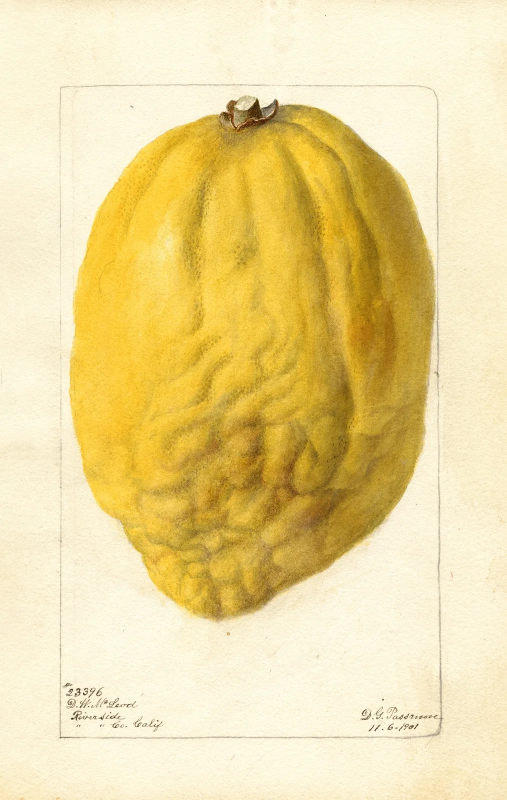 Citrus medica av Deborah Griscom Passmore