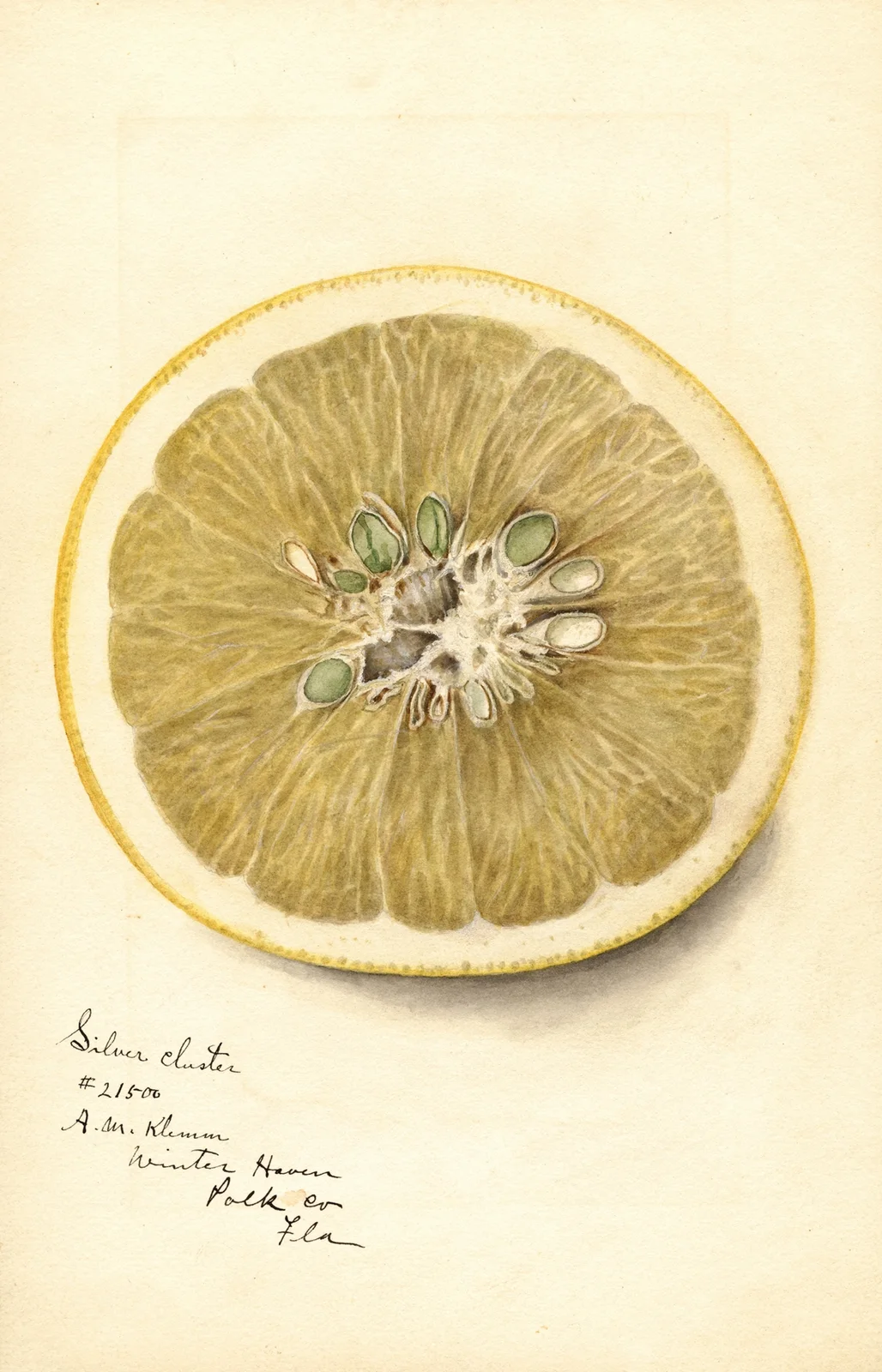 Citrus paradisi: Silver Cluster av Deborah Griscom Passmore
