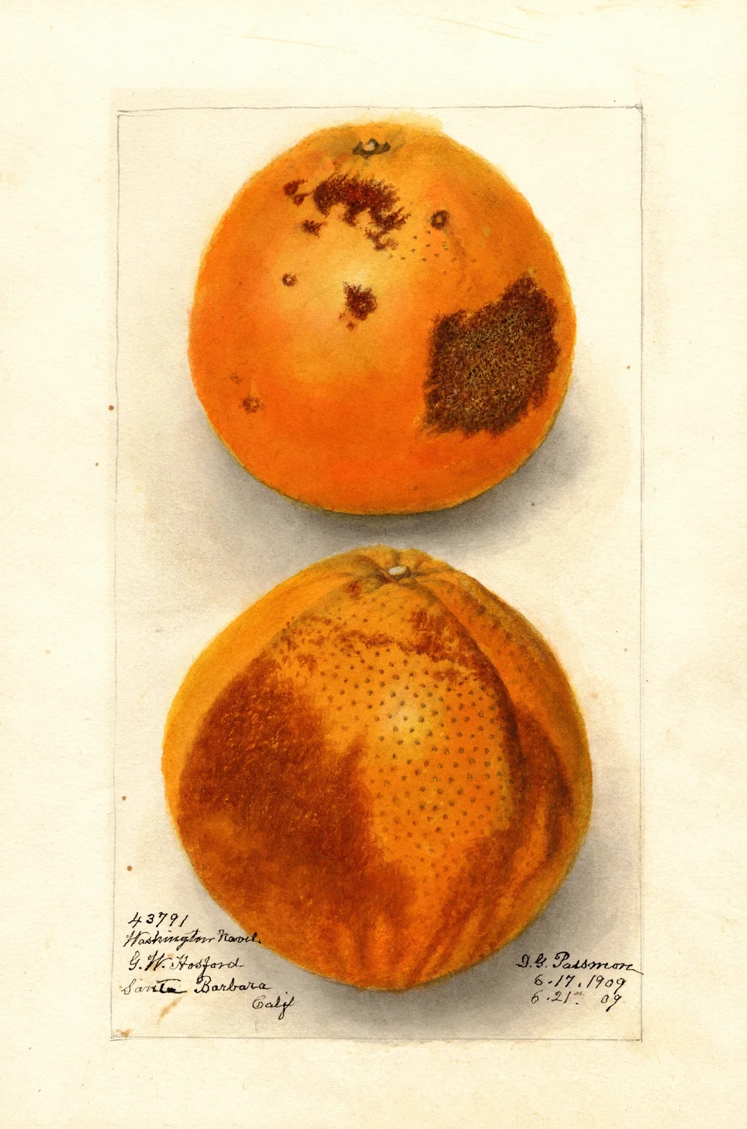 Citrus sinensis: Washington Navel av Deborah Griscom Passmore