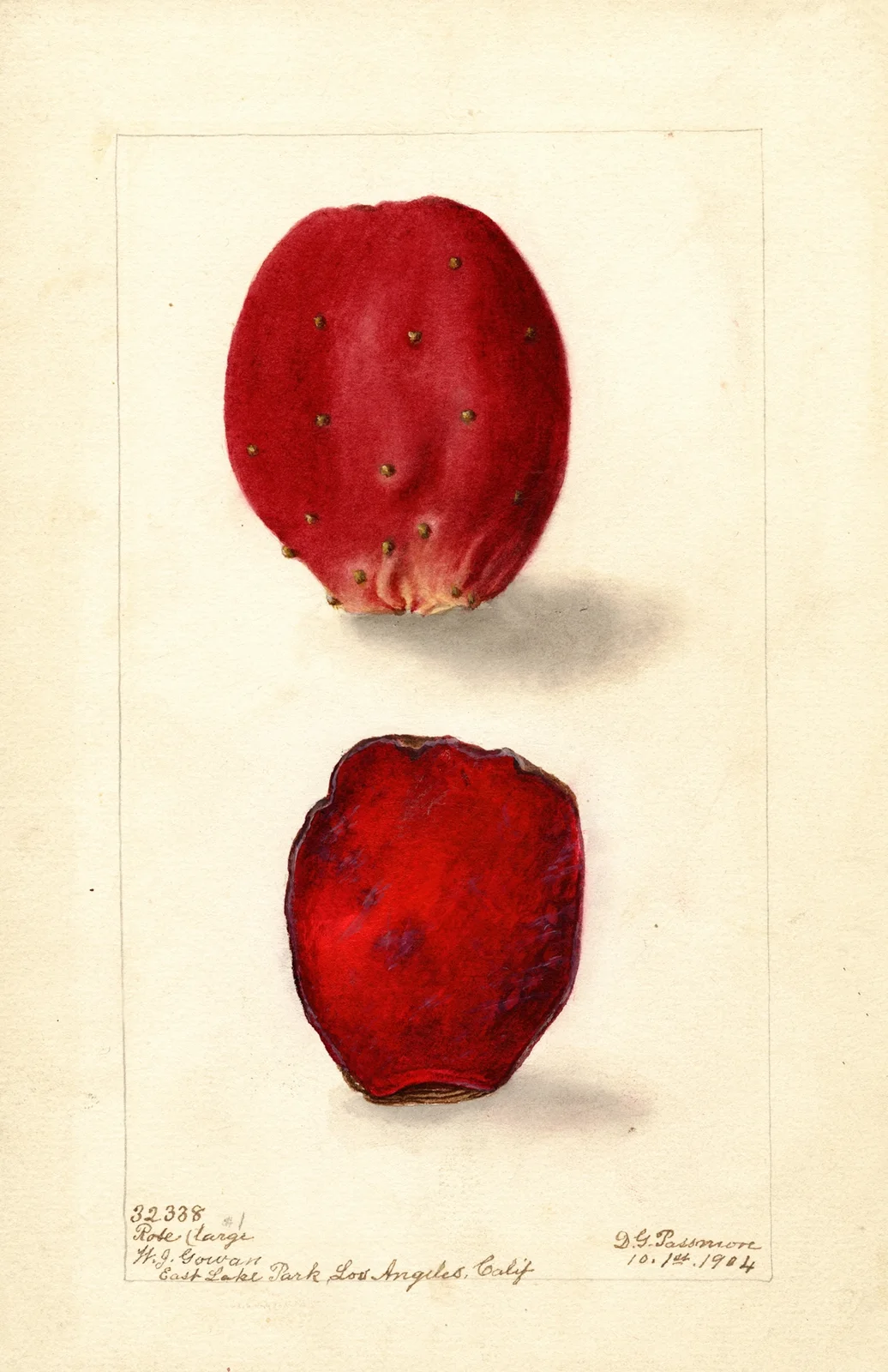 Opuntia: Rose Prickly Pear av Deborah Griscom Passmore