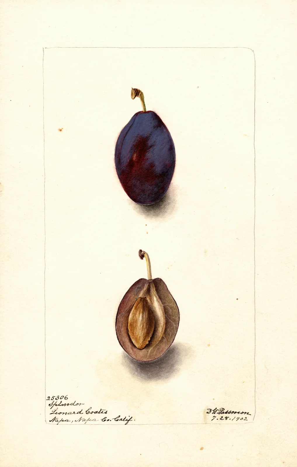 Prunus domestica: Splendor av Deborah Griscom Passmore