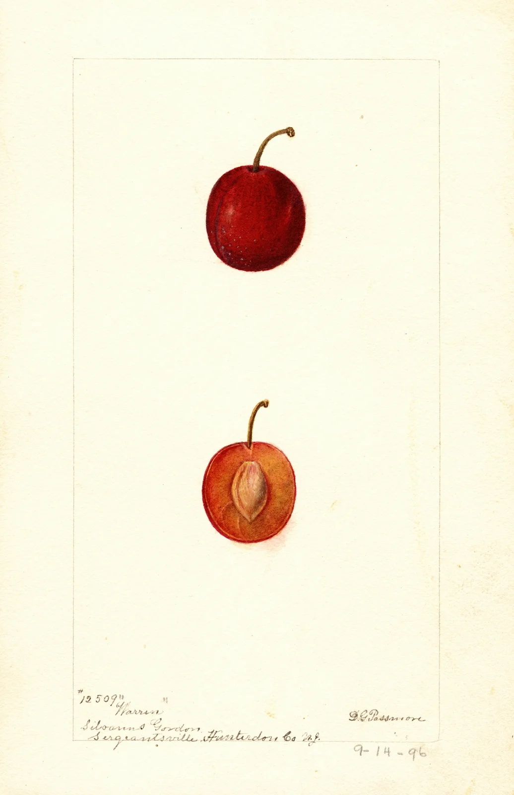 Prunus domestica: Warren av Deborah Griscom Passmore