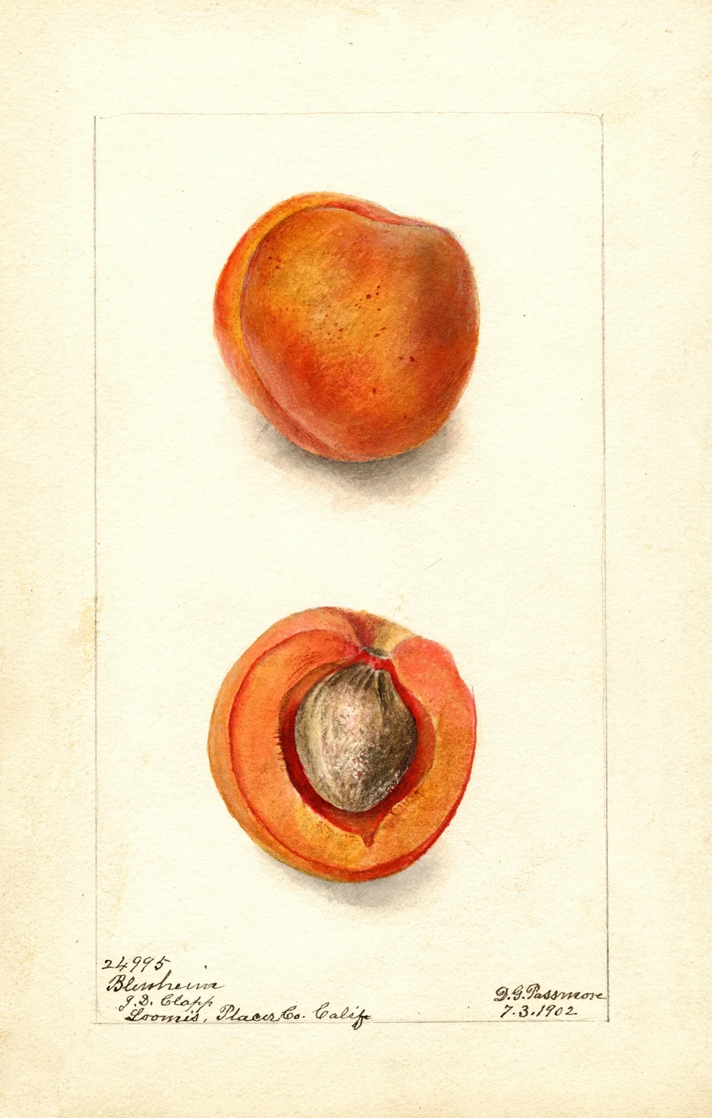 Prunus mume: Blenheim av Deborah Griscom Passmore