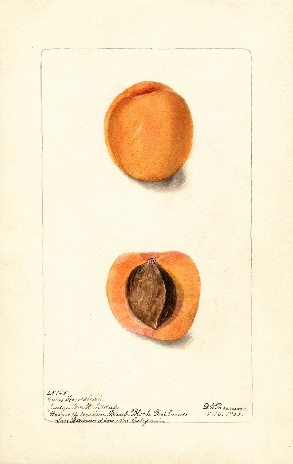 Prunus mume: Coles Hemskirk av Deborah Griscom Passmore