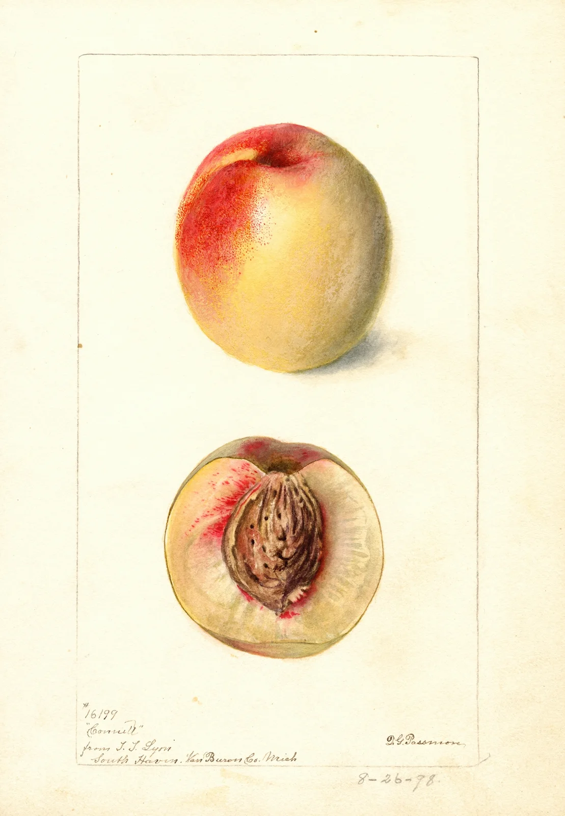 Prunus persica: Connett av Deborah Griscom Passmore