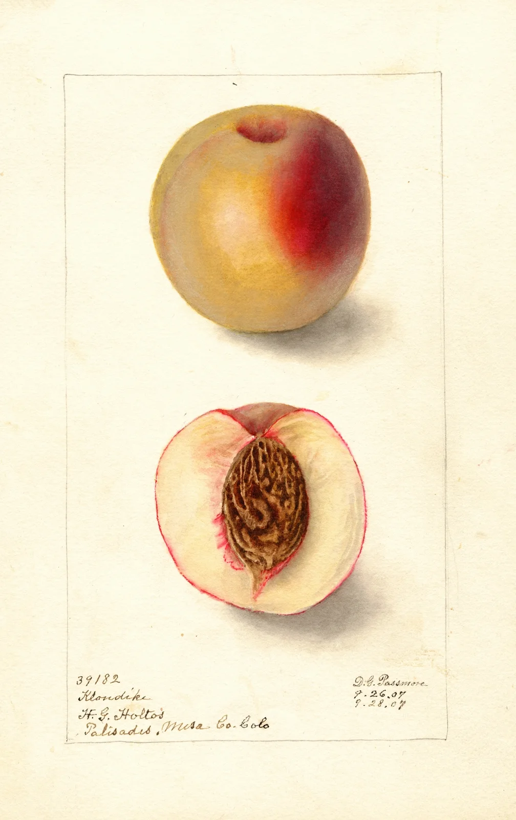 Prunus persica: Klondike av Deborah Griscom Passmore