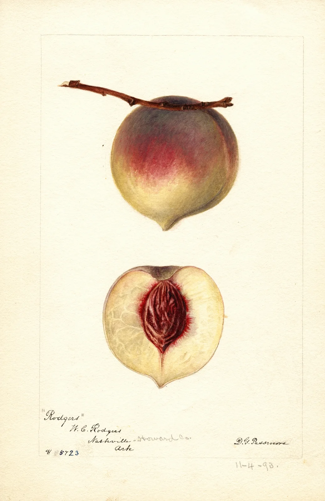Prunus persica: Rodgers av Deborah Griscom Passmore