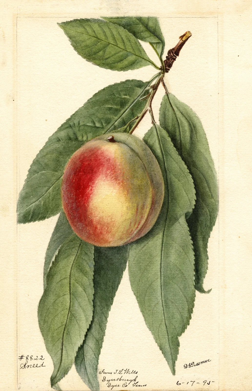 Prunus persica: Sneed av Deborah Griscom Passmore
