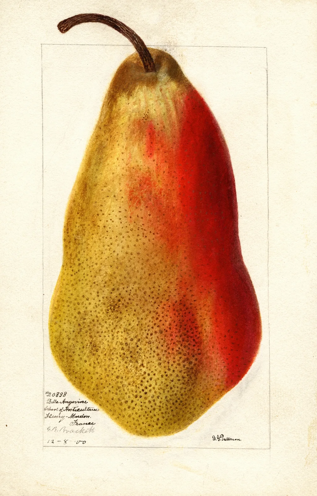 Pyrus communis: Belle Angevine av Deborah Griscom Passmore