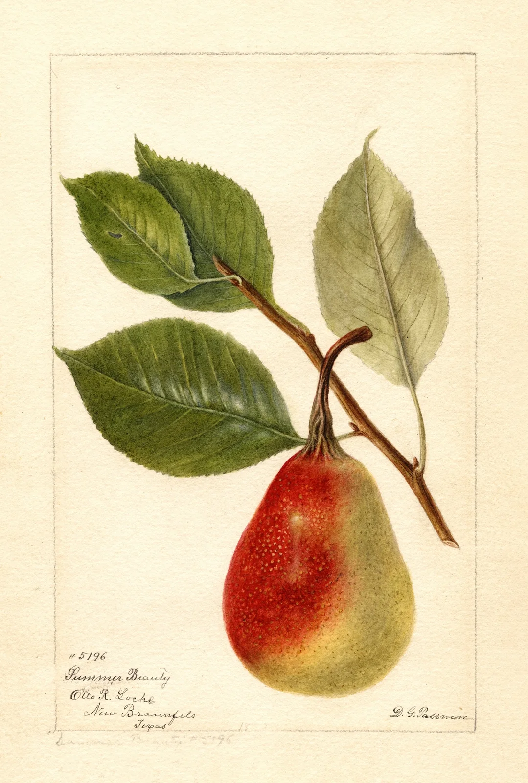 Pyrus communis: Summer Beauty av Deborah Griscom Passmore