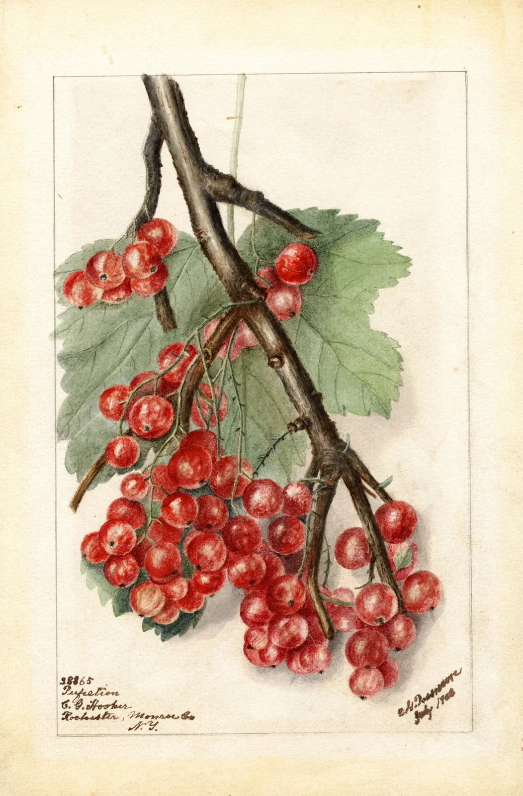 Ribes: Perfection av Deborah Griscom Passmore