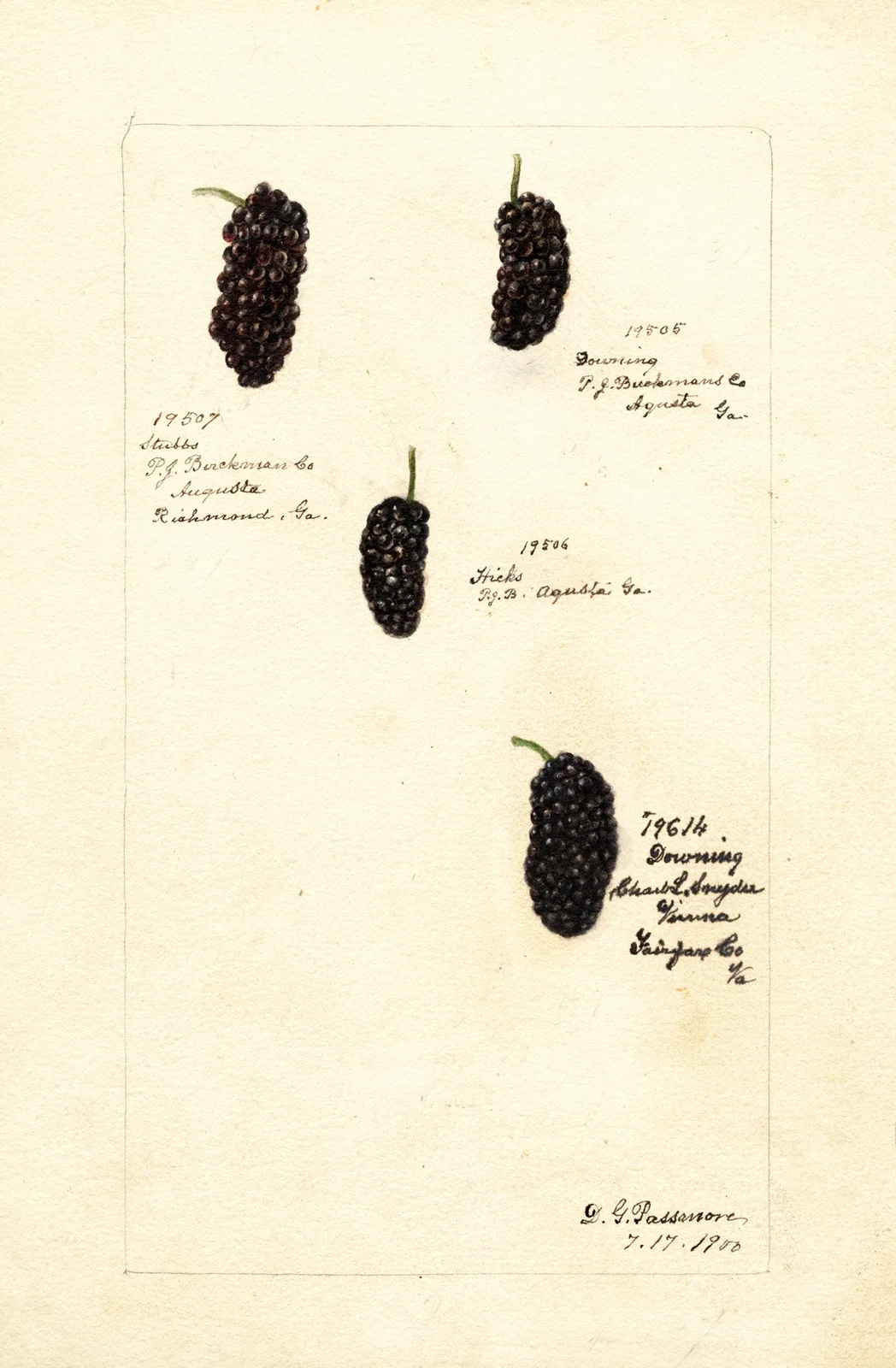 Rubus av Deborah Griscom Passmore