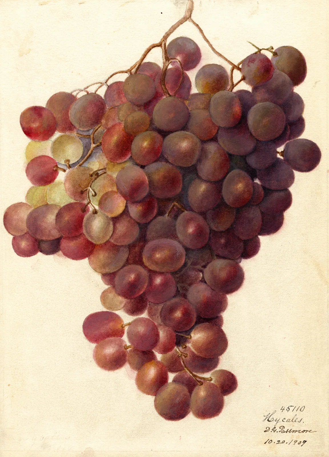 Vitis: Hycales av Deborah Griscom Passmore