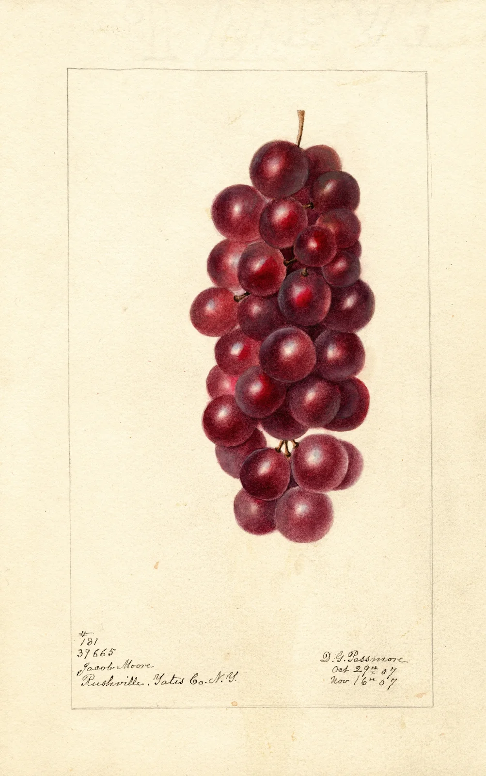 Vitis: Jacob Moore av Deborah Griscom Passmore