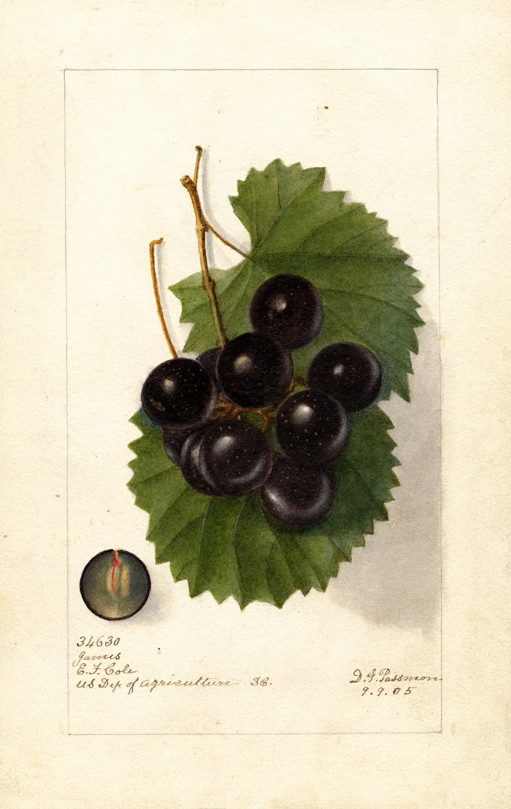 Vitis: James av Deborah Griscom Passmore