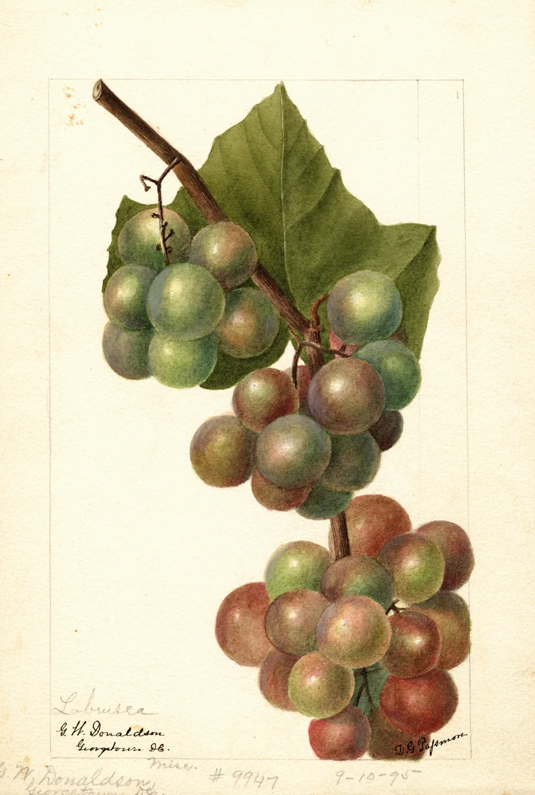 Vitis: Labrusca av Deborah Griscom Passmore