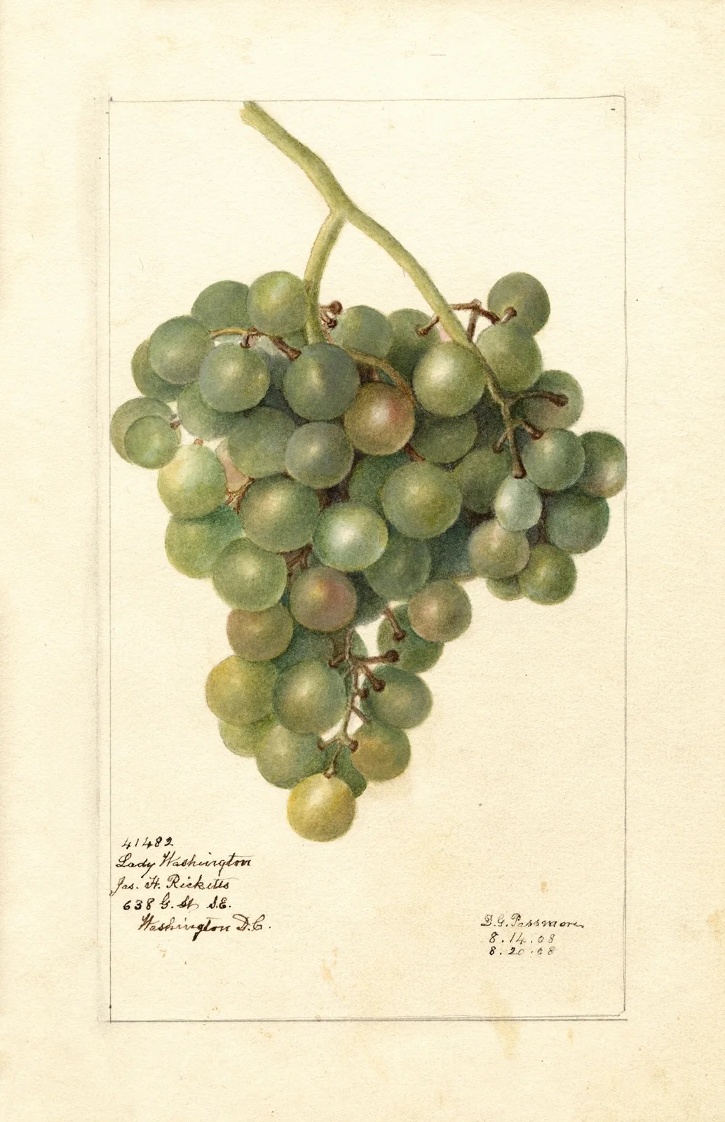 Vitis: Lady Washington av Deborah Griscom Passmore