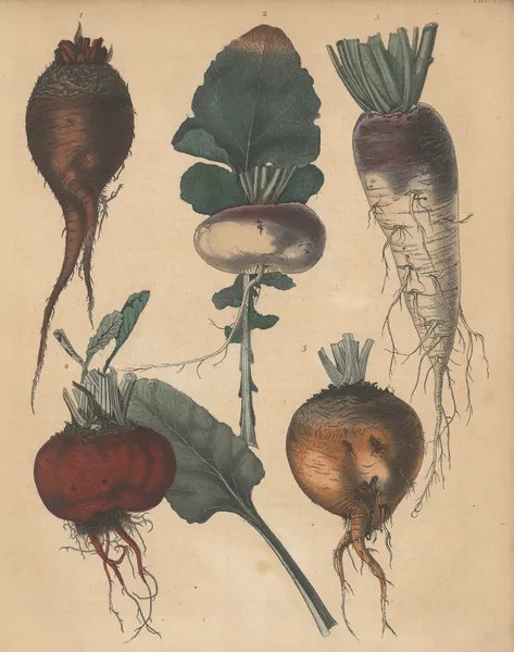 Deutschlands Feld- und Gartengewächse Pl.05 av Carl Gustav Calwer