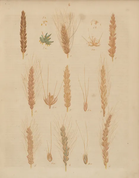 Deutschlands Feld- und Gartengewächse Pl.06 av Carl Gustav Calwer