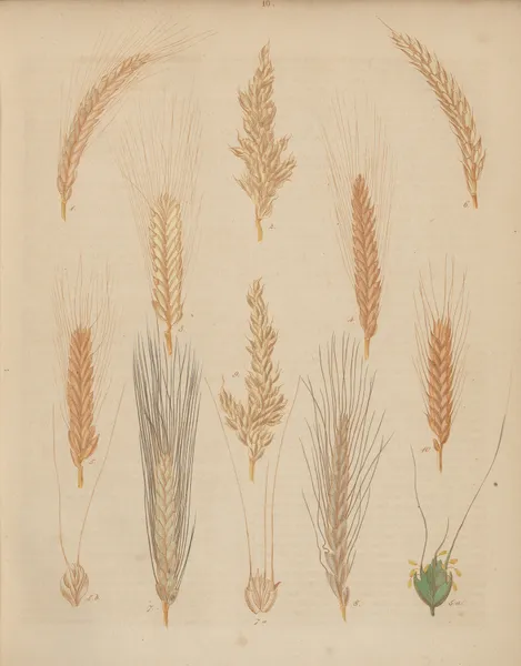 Deutschlands Feld- und Gartengewächse Pl.10 av Carl Gustav Calwer