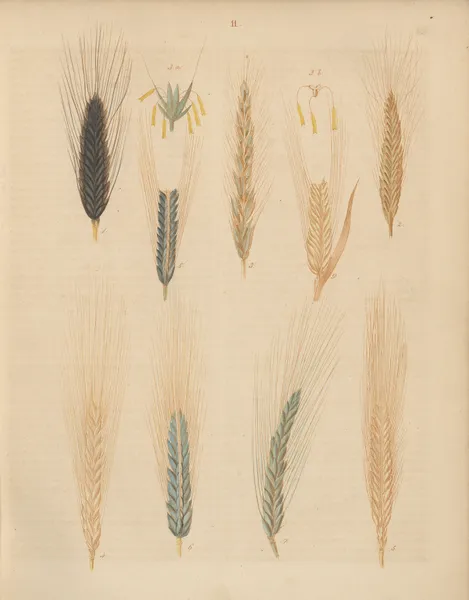Deutschlands Feld- und Gartengewächse Pl.11 av Carl Gustav Calwer