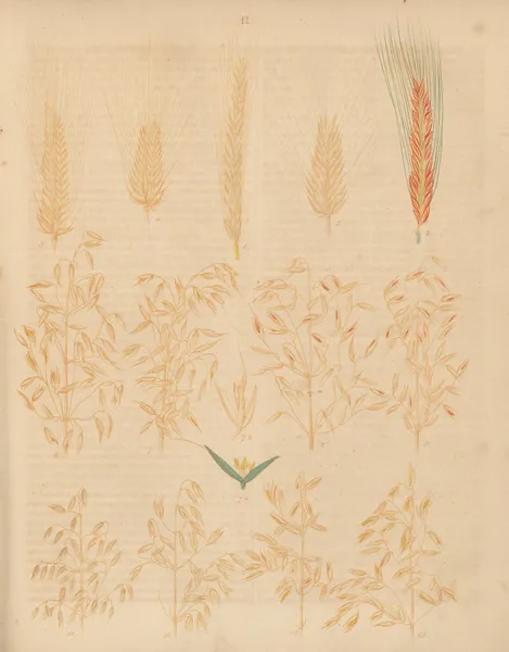Deutschlands Feld- und Gartengewächse Pl.12 av Carl Gustav Calwer