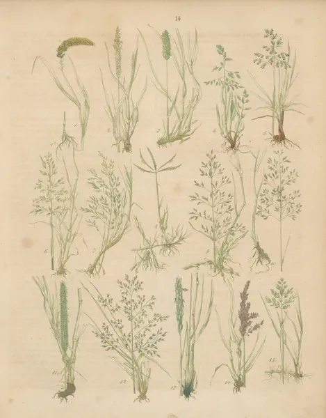 Deutschlands Feld- und Gartengewächse Pl.14 av Carl Gustav Calwer