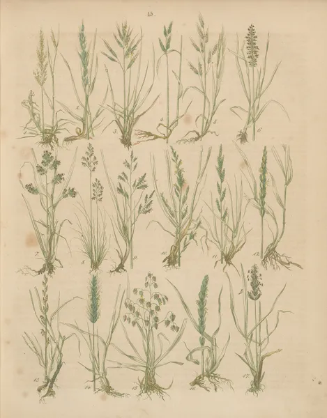 Deutschlands Feld- und Gartengewächse Pl.15 av Carl Gustav Calwer