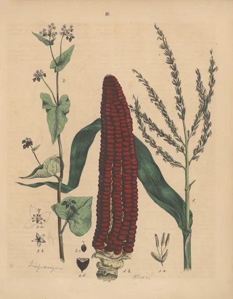 Deutschlands Feld- und Gartengewächse Pl.16 av Carl Gustav Calwer