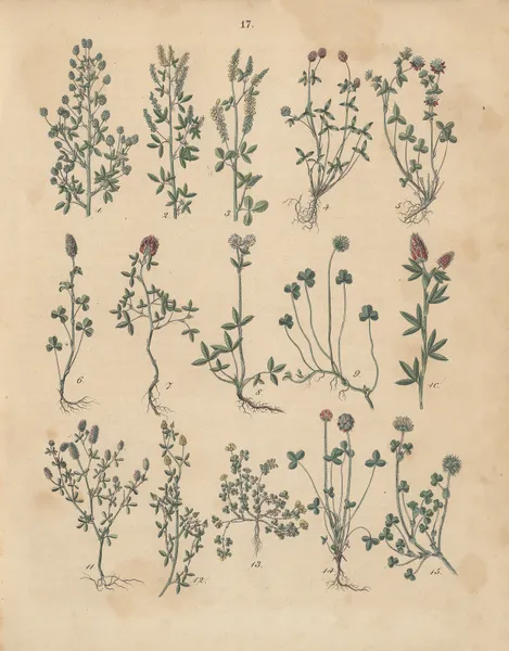 Deutschlands Feld- und Gartengewächse Pl.17 av Carl Gustav Calwer