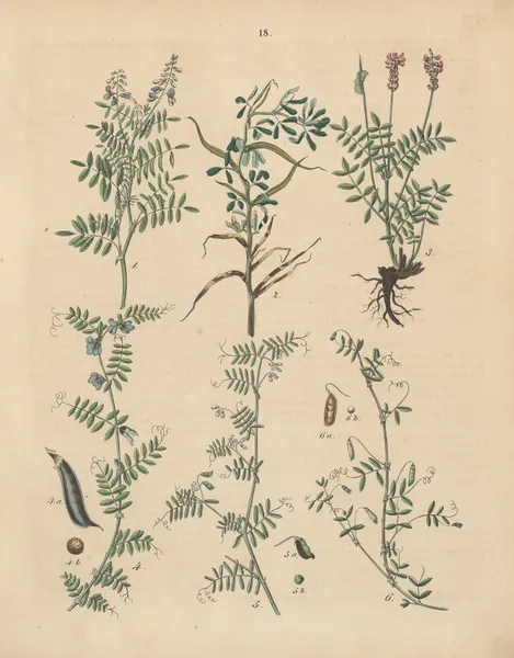 Deutschlands Feld- und Gartengewächse Pl.18 av Carl Gustav Calwer