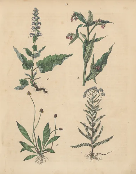 Deutschlands Feld- und Gartengewächse Pl.19 av Carl Gustav Calwer