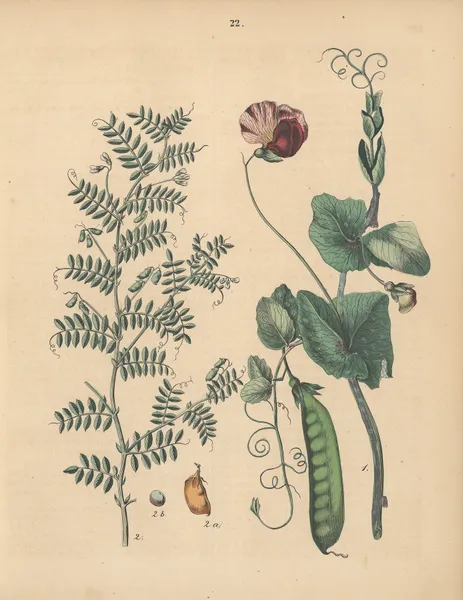 Deutschlands Feld- und Gartengewächse Pl.22 av Carl Gustav Calwer