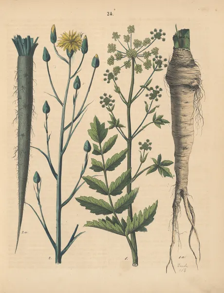 Deutschlands Feld- und Gartengewächse Pl.24 av Carl Gustav Calwer
