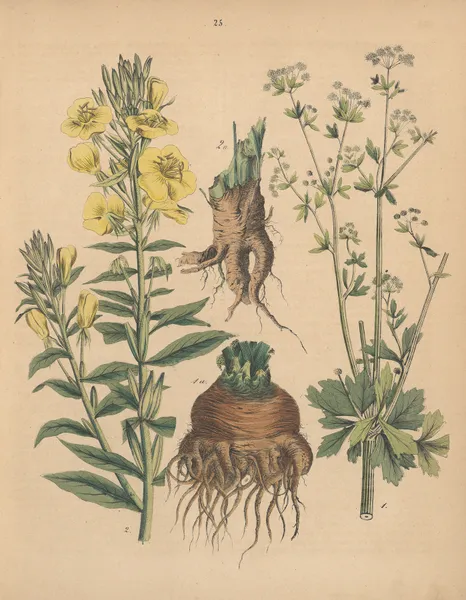 Deutschlands Feld- und Gartengewächse Pl.25 av Carl Gustav Calwer