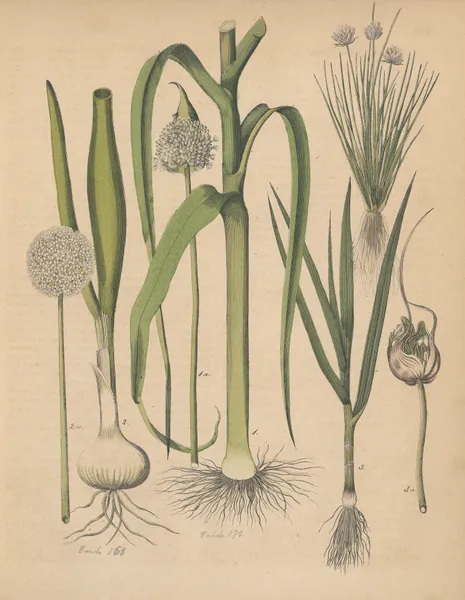 Deutschlands Feld- und Gartengewächse Pl.26 av Carl Gustav Calwer