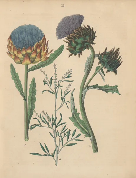 Deutschlands Feld- und Gartengewächse Pl.29 av Carl Gustav Calwer