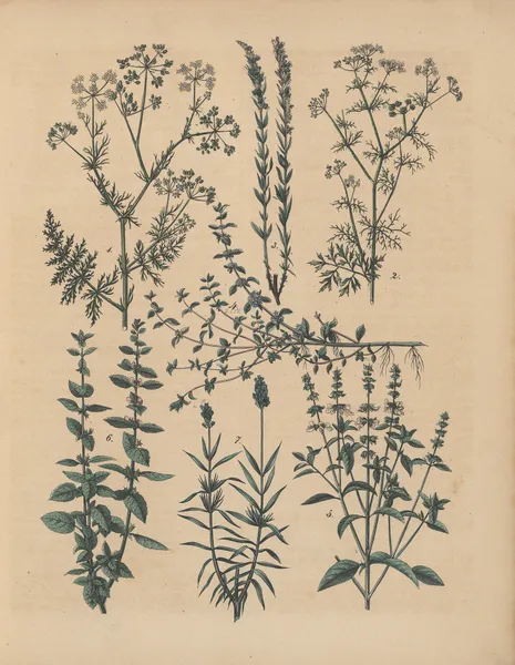 Deutschlands Feld- und Gartengewächse Pl.34 av Carl Gustav Calwer