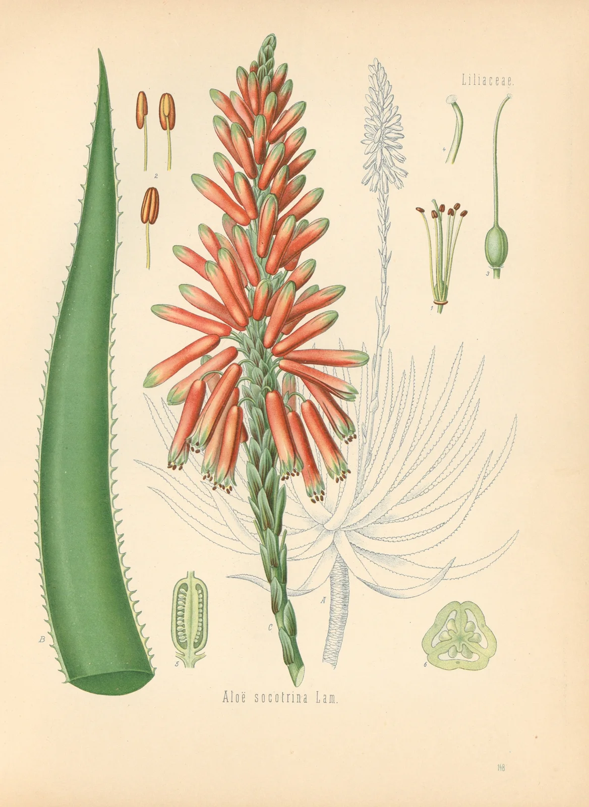 Aloe socotrina av Gustav Pabst