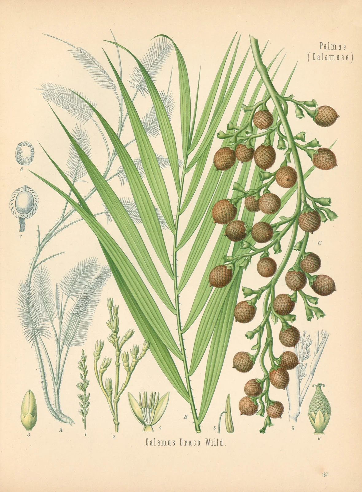 Calamus Draco av Gustav Pabst
