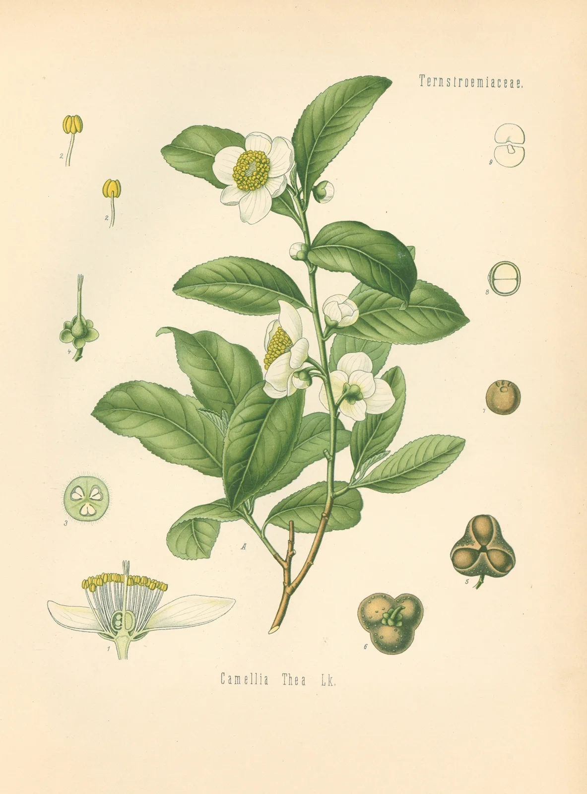 Camellia Thea av Gustav Pabst
